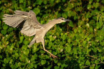 Wall Mural - A black-crowned night heron flying over a marsh