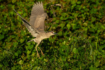 Wall Mural - A black-crowned night heron flying over a marsh