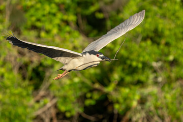 Wall Mural - A black-crowned night heron flying over a marsh