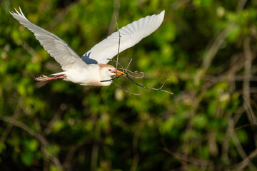 Wall Mural - A flying cattle egret bringing nesting material to a nest