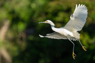 Wall Mural - Snowy egret flying over a pond