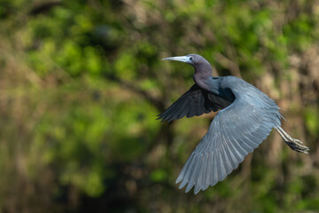 Wall Mural - A little blue heron flying over a pond
