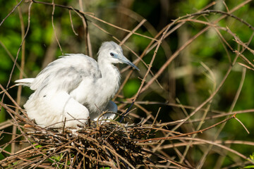 Wall Mural - A juvenile tri-colored heron perched on a nest