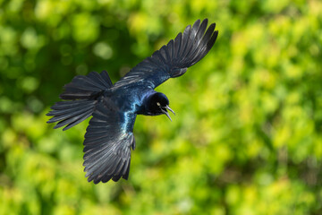 Wall Mural - A boat-tailed grackle flying over a marsh