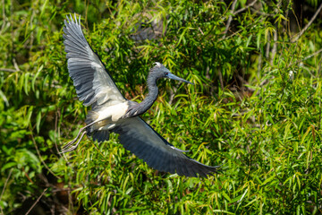 Wall Mural - a tricolored heron flying over a marsh