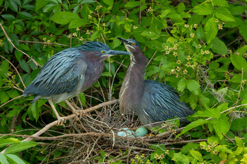 Wall Mural - a pair of green hernons perched on a next with eggs