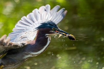Wall Mural - a green heron catching a tadpole