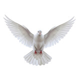 White dove flying isolated on transparent background
