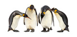 emperor penguins isolated on transparent background.