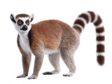 A -tailed lemur with distinctive black and white striped tail stands alert against a clean white background in a detailed and isolated studio shot image.