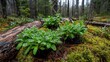© FarhaStock - Fresh Dew-Covered Sprouts on Forest Floor with Moss and Logs