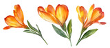 Orange freesia flowers watercolor illustration isolated on transparent background, delicate floral design, spring summer bloom, natural botanical element, artistic bouquet decoration