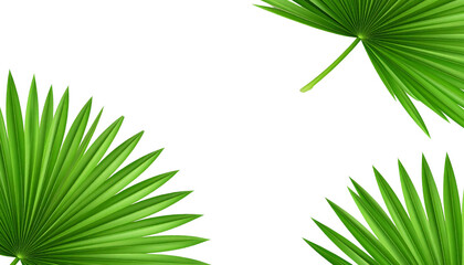 Tropical palm tree leaves create a natural green texture against a summer sky