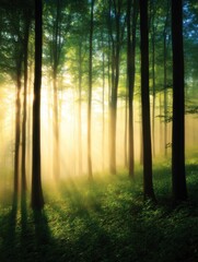 Wall Mural - serene forest landscape with sunlight filtering through trees, creating a peaceful atmosphere