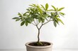 © Umar - Small potted bonsai tree houseplant with green leaves and a flowerpot decoration
