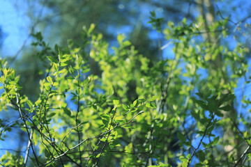 Wall Mural - spring forest, trees and young branches with foliage in the park, abstract background of nature