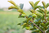close-up of green persimmon fruit growing on the tree. fresh persimmon fruit in the orchard, Young green fruits of Kaki Persimmon or Diospyros kaki in Japan, Group of fresh green persimmons with green