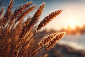 Aufkleber - Golden grasses sway gently under a vibrant sunset by the water’s edge in a tranquil landscape