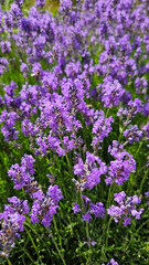 Wall Mural - Beautiful blooming Lavender, close-up