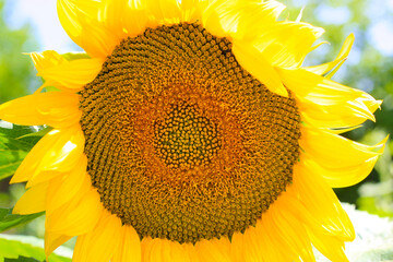 Wall Mural - Bright yellow Sunflower glowing in sunlight, close-up