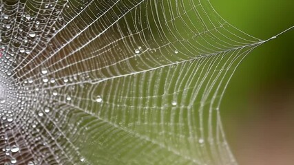 A spiderweb detailed closeup with morning dew clings tightly to the delicate silky fibers against a green, leafy, out of focus background.
