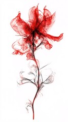 Poster - Red flower with transparent petals blooming on a white background, creating a smoky and ethereal effect