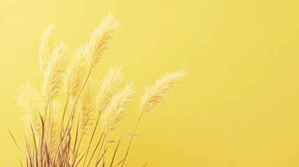 Leinwandbilder - Delicate pampas grass swaying against sunny yellow backdrop, presenting soft, minimalist landscape with tranquil visual harmony