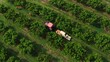 © Robert Peak - Turning aerial view of tractor pulling a trailer full of peaches as farmers pick fruit from the trees during the harvest.