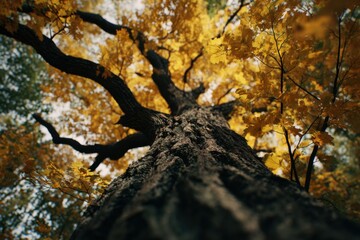 Aufkleber - Looking Up at a Tall Tree With Golden Leaves in Autumn, Representing Growth and Environmental Awareness for Sustainability Campaigns : Generative AI