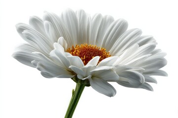 Poster - Floral close-up showcasing a vibrant white daisy in natural light against a plain background