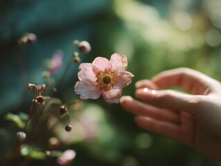 Aufkleber - Delicate Pink Anemone Flower Touched by Hand in Soft Light, Symbolizing Natural Beauty and Botanical Wellness for Healthcare Marketing : Generative AI
