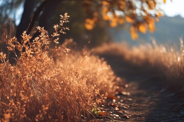 Poster - Golden Meadow Grass Along a Path at Sunset, Evoking Tranquility and a Sense of Natural Beauty, Perfect for Wellness and Outdoor Lifestyle Content : Generative AI