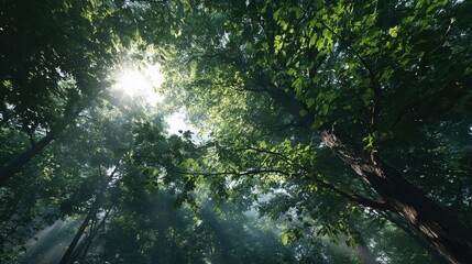Poster - Sunlight Streaming Through Forest Canopy, Representing Natural Beauty and Environmental Awareness for Conservation Efforts and Ecotourism Promotion : Generative AI
