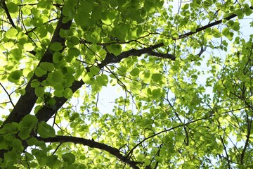 Wall Mural - tree branches with green leaves outdoors, low angle view