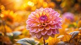 A radiant pink dahlia blossom bathed in warm sunlight, surrounded by autumnal foliage, a picturesque scene of natural beauty