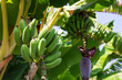 © New Africa - Tropical plant with green leaves and ripening bananas outdoors