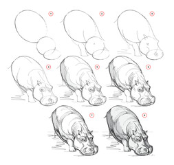 Wall Mural - page shows how to learn to draw from life sketch of a cute hippopotamus going to drink. pencil drawi