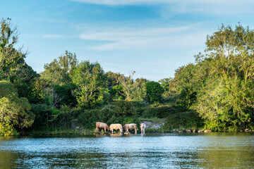 Fototapete - A group of cows are standing in the water, drinking from the river and cooling down on a hot summer day. The water is calm and the cows are enjoying their time and the opportunity. Team break time