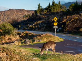 Wall Mural - Brown deer grazing fresh green grass next to a car park and road, mountain terrain background. Animal in a nature reservation.