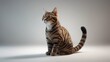 © TheWaterMeloonProjec - Indoor studio shot of a brown tabby female cat with stripes sitting in profile on a white background, horizontal layout