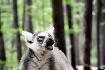 Wall Mural - this is a close up of a ring tailed lemur