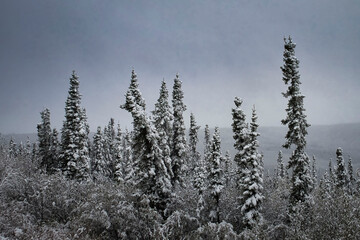 Snowy trees on the Dalton Highway