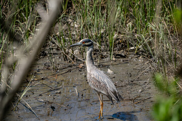 Wall Mural - night heron in the marsh