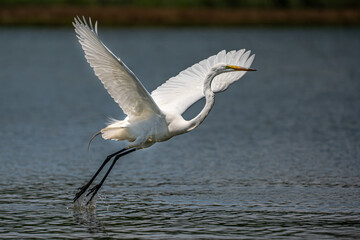 Wall Mural - snowy white egret in flight