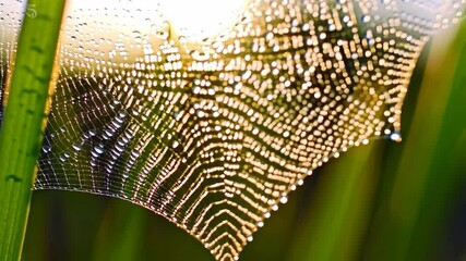 Wall Mural - Sunlit spiderweb glistens with dew, clinging to green grass blades in a bright nature scene, evoking a sense of delicate beauty.
