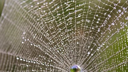 Spiderweb Detail, Dew Covered Web, Detailed Webbing, Nature Background, Macro Spider Web