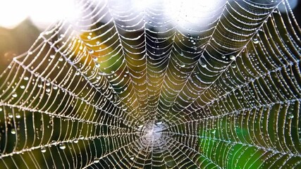 Wall Mural - Close up of a dewy spiderweb glittering in sunlight during the golden hour in the forest