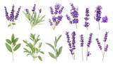 Various lavender flowers and leaves on a white isolated background.