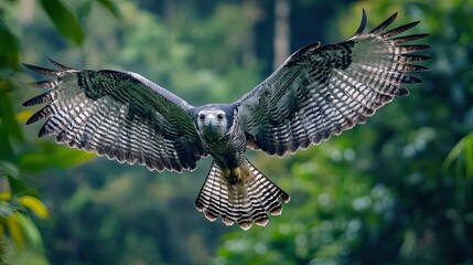 spider in the net Harpy Eagle