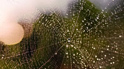 Wall Mural - Close-up of a spiderweb glistening with water droplets hanging outdoors with blurred green foliage